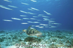 A Hawksbill turtle swims with a school of Southern Sennet... by Paul Holota 